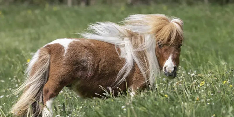 Dünya'nın yaşayan en küçük atı: Boyuna ve ağırlığına inanamayacaksınız